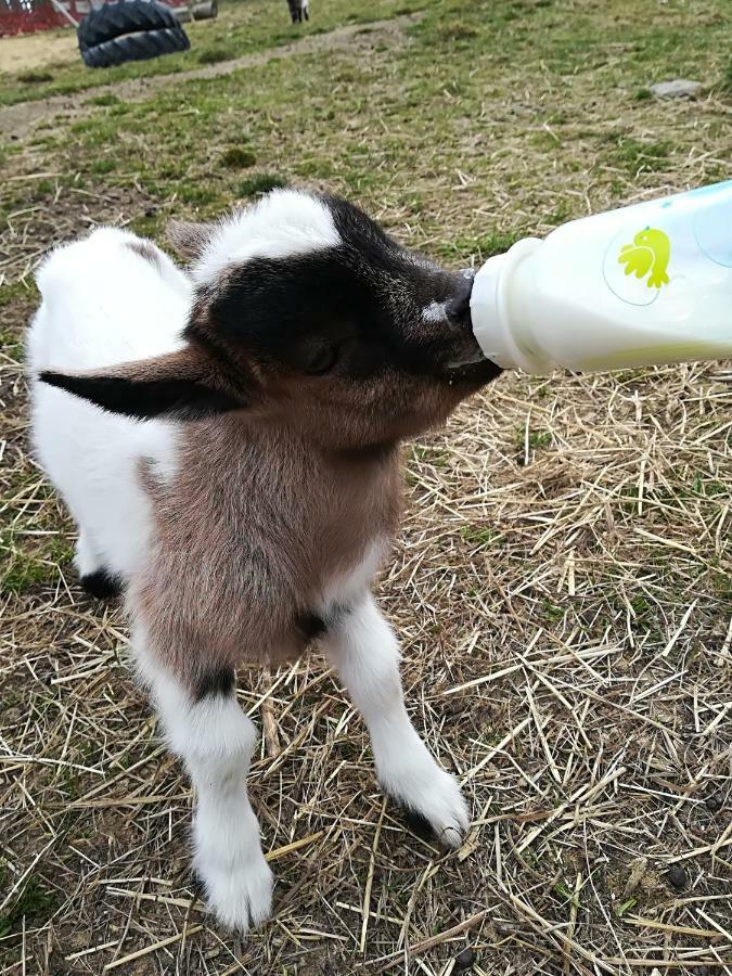 דירות Nebahovy Farma Ranch Jelemek מראה חיצוני תמונה